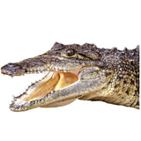 VWAQ Alligator Head Peel and Stick Vinyl Wall Decal - G501 - VWAQ Vinyl Wall Art Quotes and Prints
